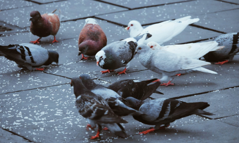 Control Pigeon Population Growth in Phoenix