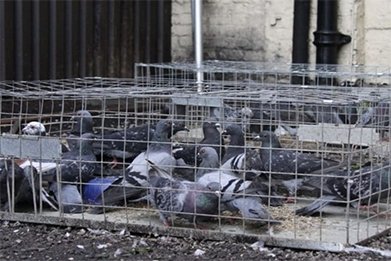 Effective Pigeon Control