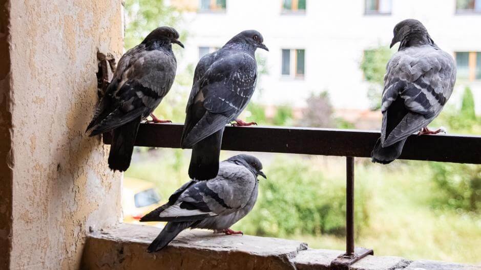 Install Peppermint Oil Repellents for pigeon