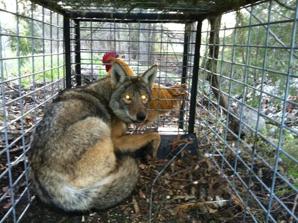 Trapping and Removal