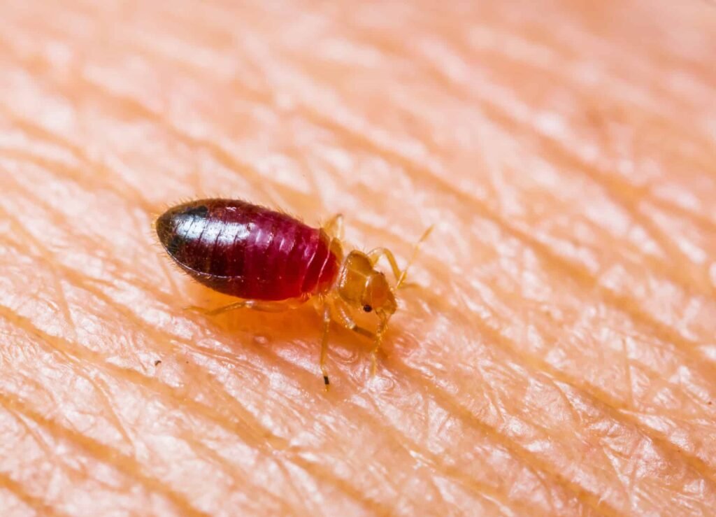 Baby Bed Bugs