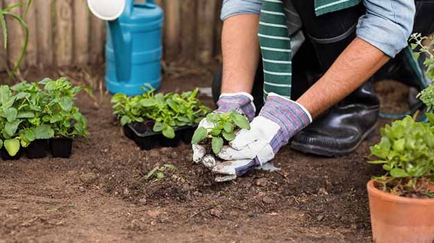 Expanding Your Garden
