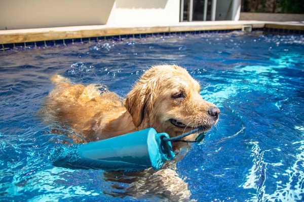 Pool for Pets