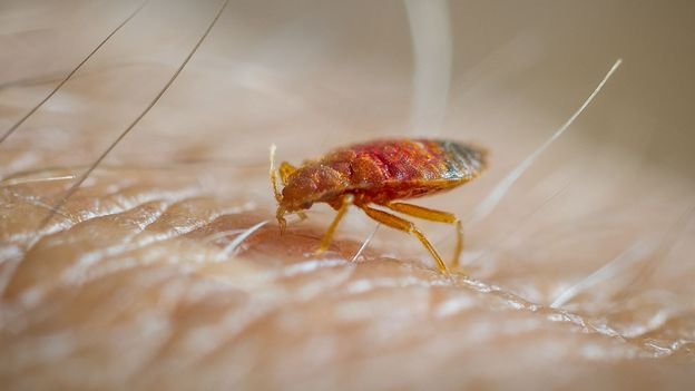 Rid of Baby Bed Bugs