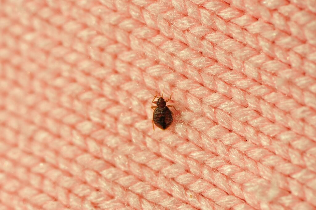 single-bed-bug-on-a-blanket-fiber-royalty-free-image-183382435-1566232422