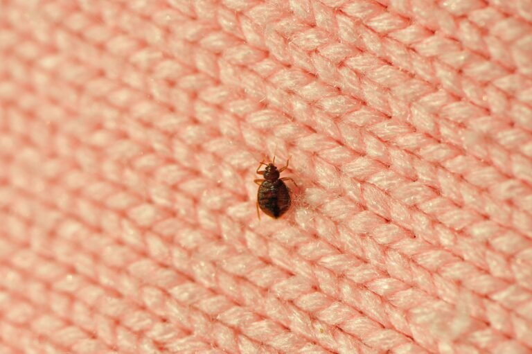 single-bed-bug-on-a-blanket-fiber-royalty-free-image-183382435-1566232422