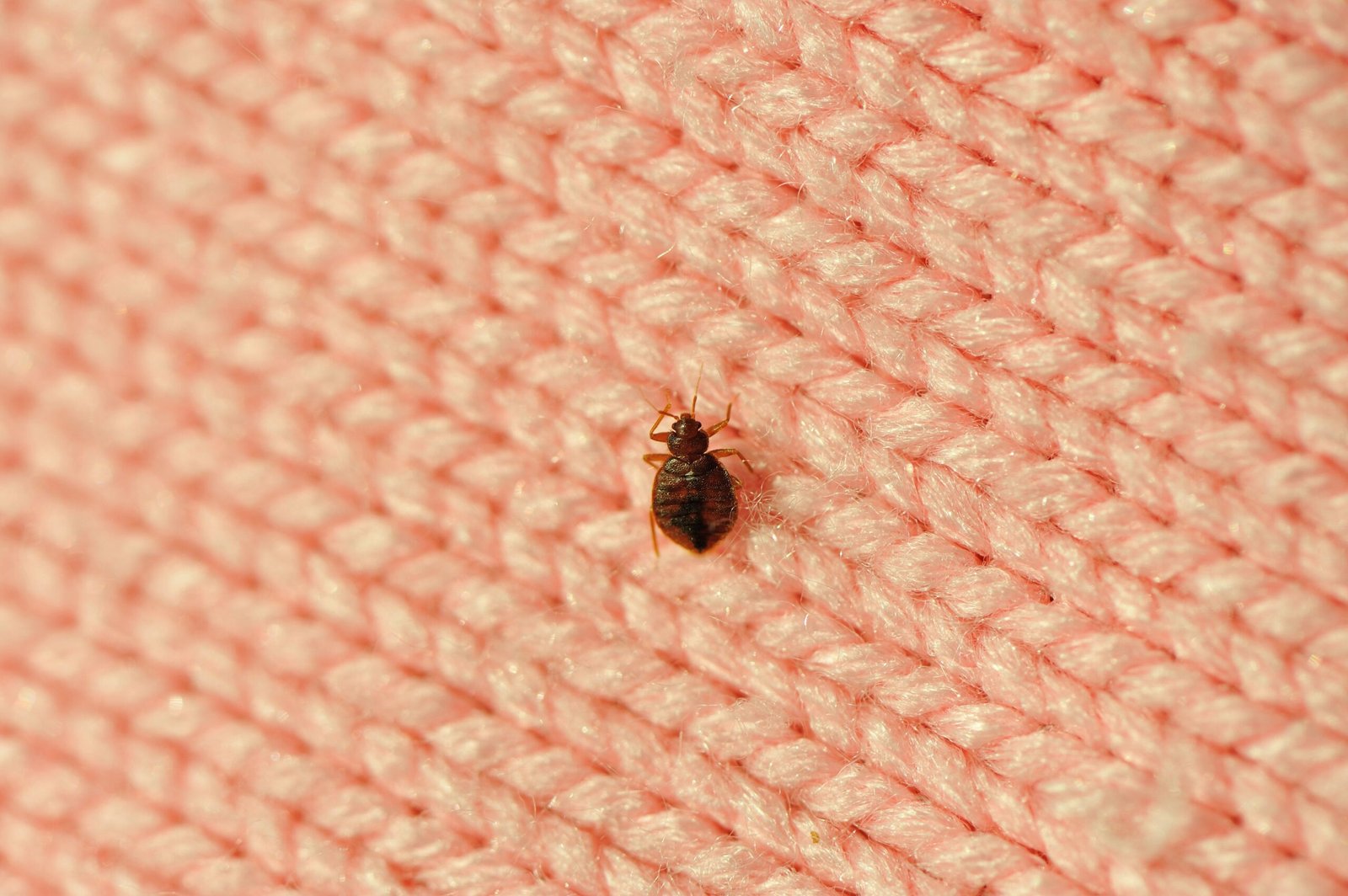single-bed-bug-on-a-blanket-fiber-royalty-free-image-183382435-1566232422