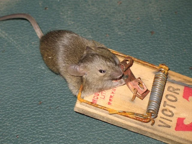trapping the mouse