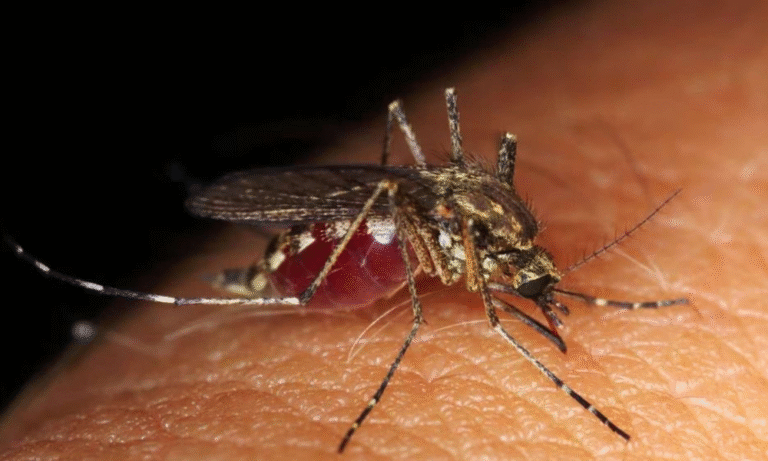 Rid of Mosquitoes