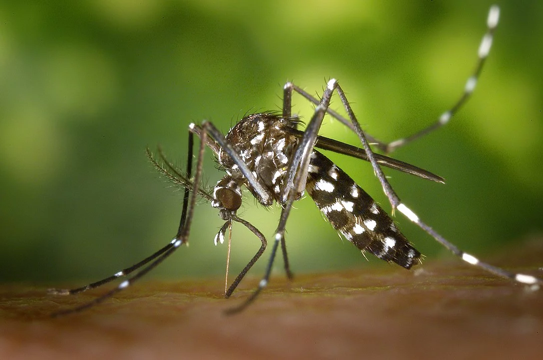 mosquitoes are many in your yard