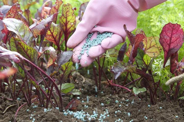 Proper Fertilizing