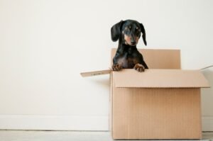 How to Effectively Pack When Moving to Your New Home