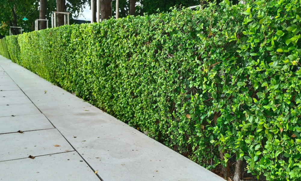 How Landscaping Increases Your Property’s Value