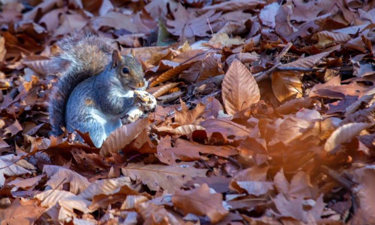 How to Deal with Common Rodents and Insects Effectively