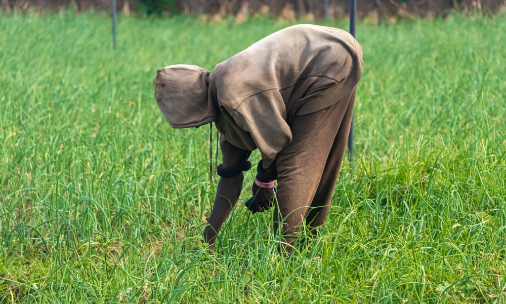 Top Weed Control Methods for a Healthy- Green Lawn