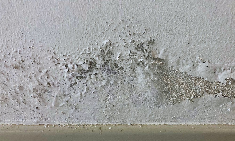 How to Prevent Mold Growth in High-Humidity Areas