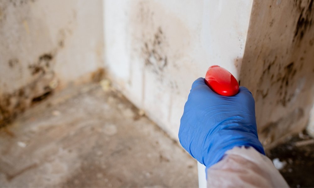 Mold Remediation When to Call the Professionals