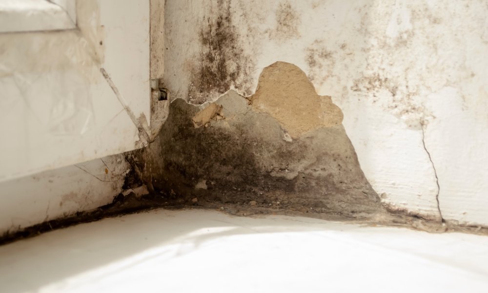The Hidden Dangers of Mold in Your Home