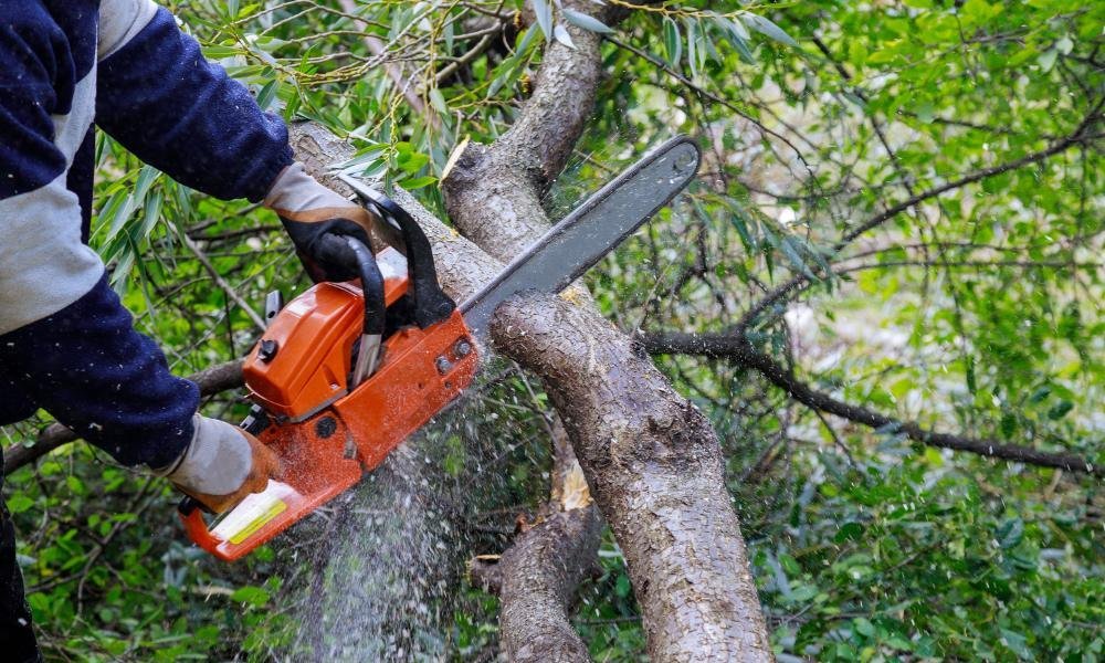 Tree Trimming