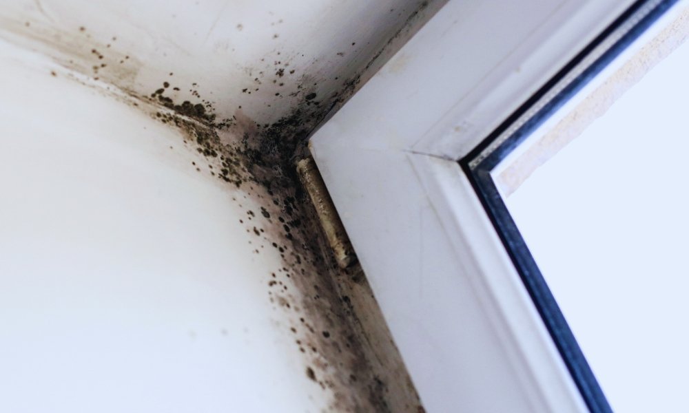 Where Mold Hides in My Home