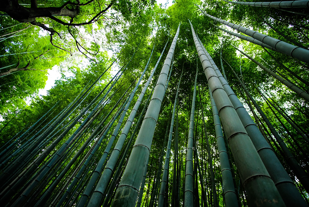 American Bamboo Co