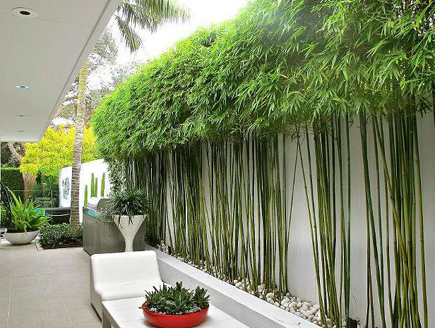 The Best Bamboo