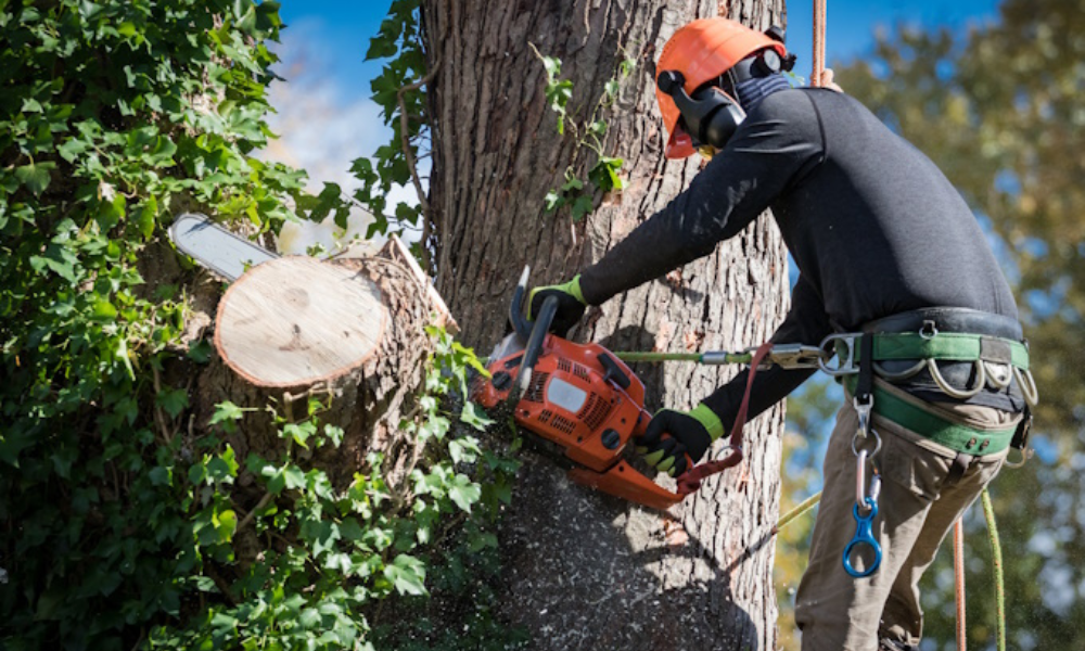 Safety First Important Tips for Tree Trimming and Removal