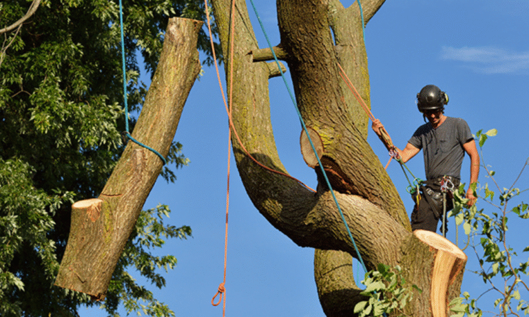 5 Signs It’s Time to Remove a Tree from Your Property