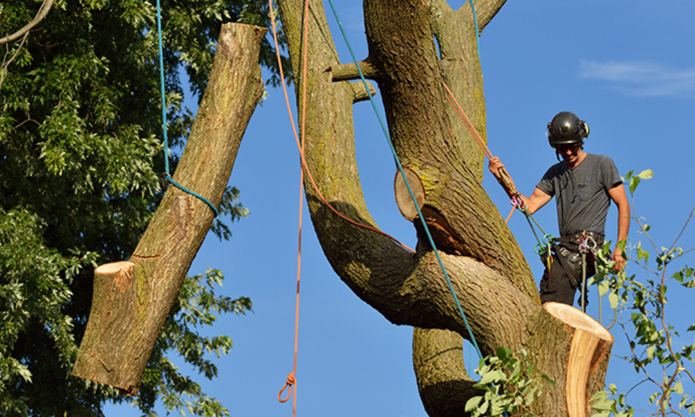 5 Signs It’s Time to Remove a Tree from Your Property