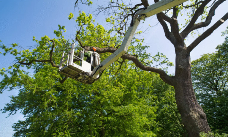 DIY Tree Care When to Call in the Professionals