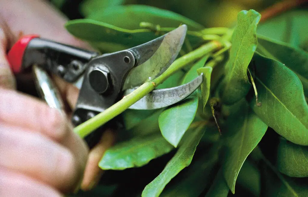 Pruning Small Branches