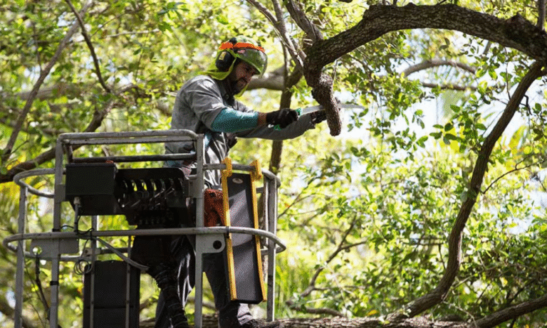Reliable Tree Removal Service