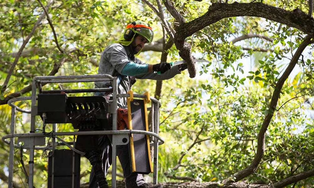 Reliable Tree Removal Service
