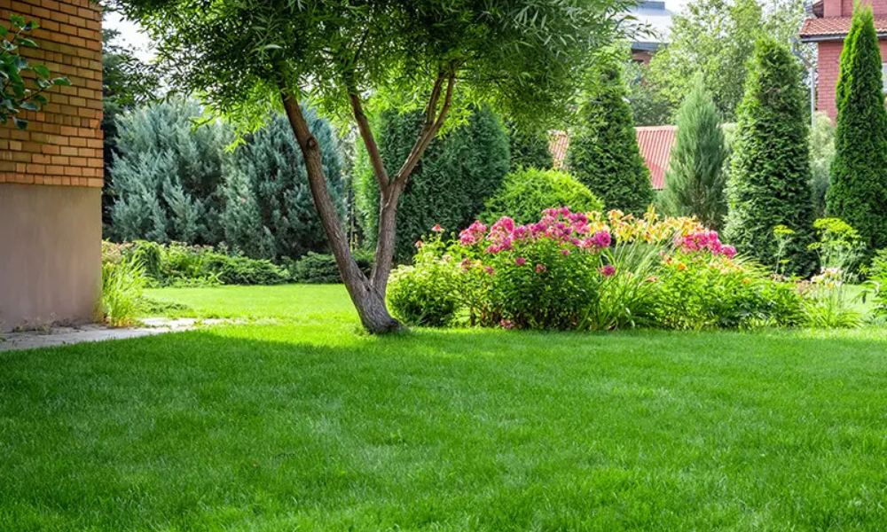 Tree Health is Vital for Your Outdoor Space Design