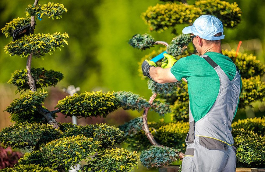 Tree Maintenance Caring for the Stars of Your Yard